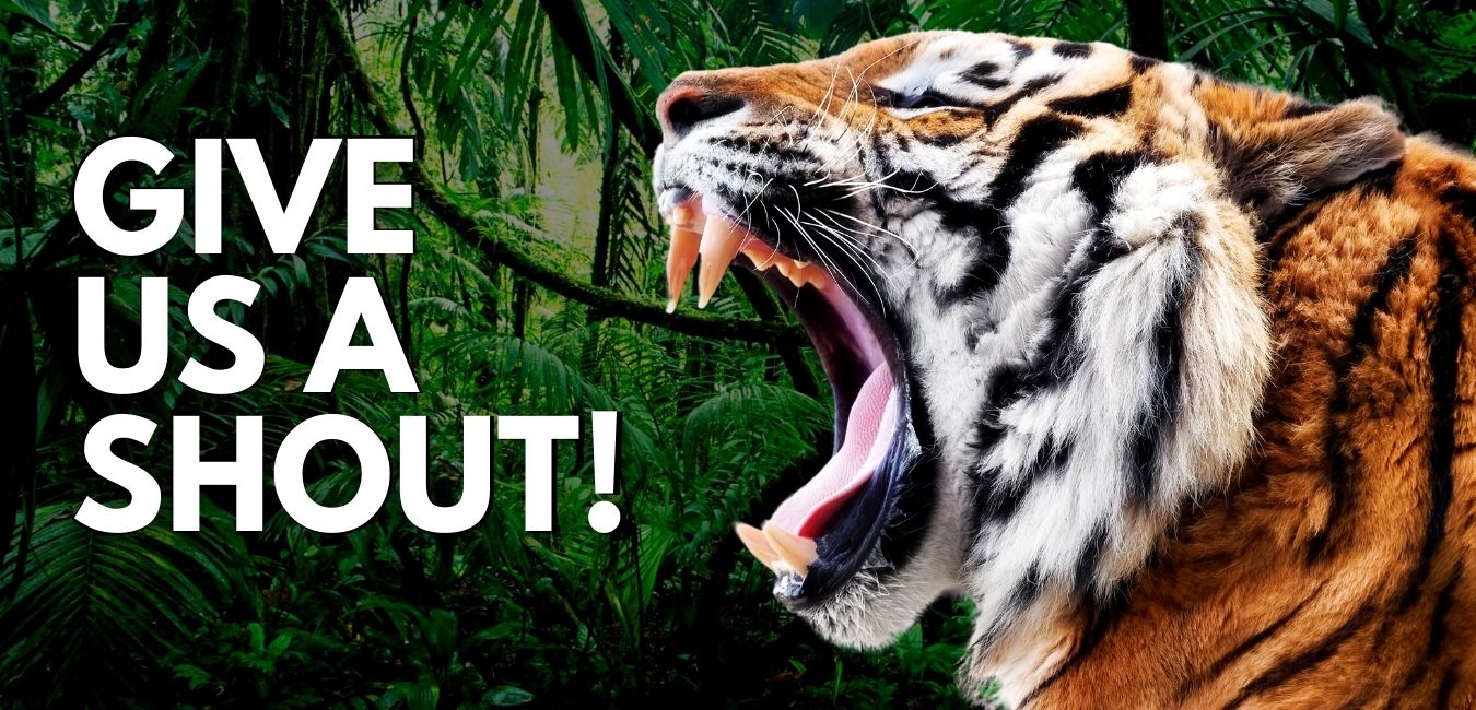 play on words tiger cape town design e-brochure promotional media content creation cape town south africa